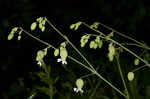 Balkan catchfly